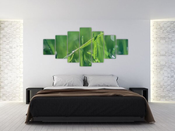 Obraz kapek rosy (210x100 cm)
