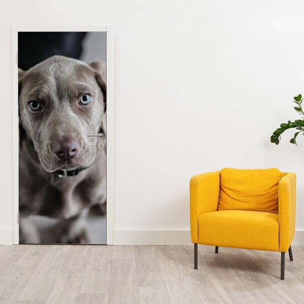 Fototapeta na dveře - Štěně (95x205cm)
