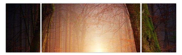 Obraz podzimního lesa v mlze (170x50 cm)