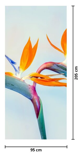 Fototapeta na dveře - Květy Strelície (95x205cm)