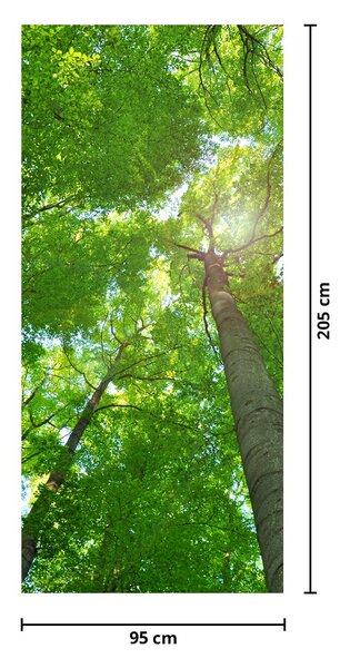 Fototapeta na dveře - Les (95x205cm)