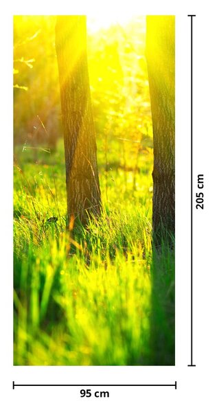 Fototapeta na dveře - Jarní probouzení lesa (95x205cm)