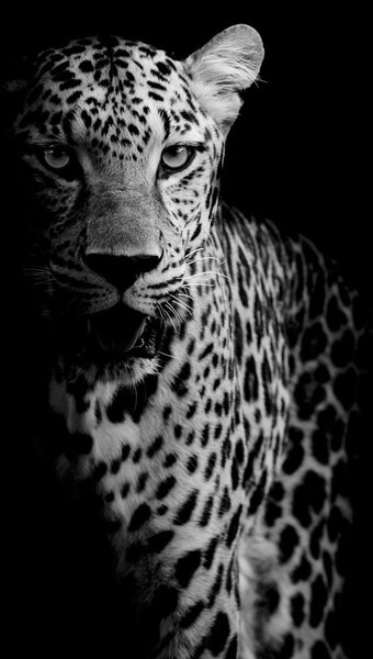 Fototapeta - Portrét leoparda (245x170 cm)