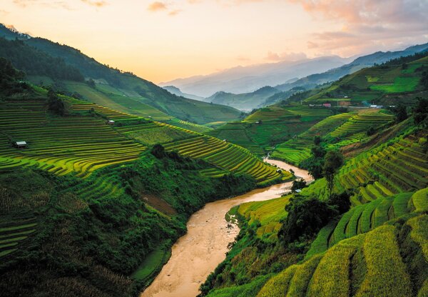 Fototapeta - Rýžové pole Mu Cang Chai (245x170 cm)