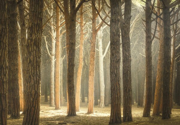 Fototapeta - Les se slunečním světlem (245x170 cm)