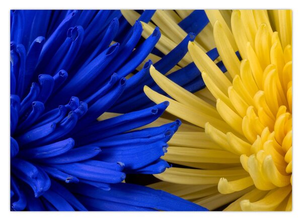 Obraz - detail květů (70x50 cm)