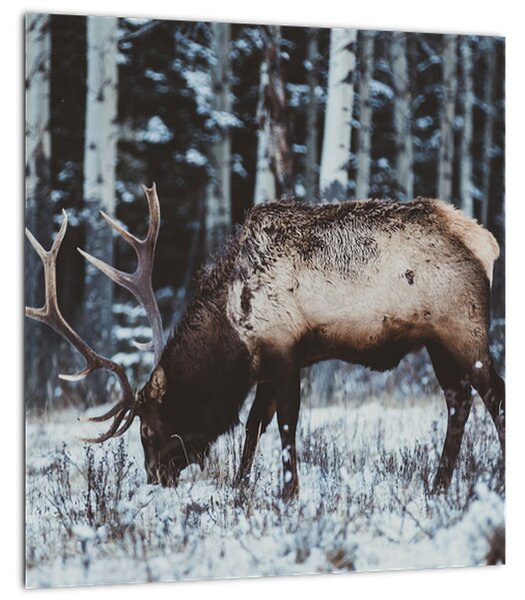 Obraz - jelen v zimě (30x30 cm)