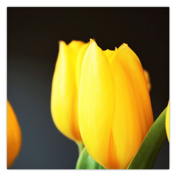 Obraz tulipánů (30x30 cm)