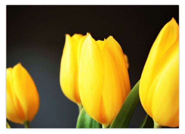 Obraz tulipánů (70x50 cm)