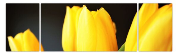 Obraz tulipánů (170x50 cm)