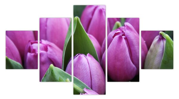 Obraz - květy tulipánů (125x70 cm)