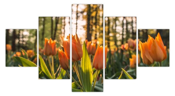 Obraz - květy tulipánů (125x70 cm)