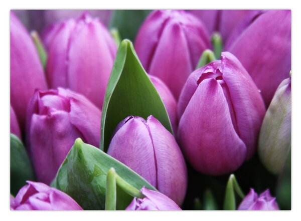 Obraz - květy tulipánů (70x50 cm)