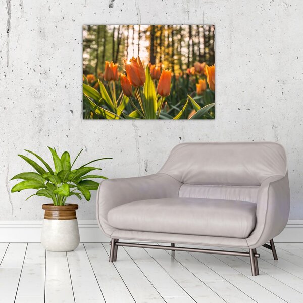 Obraz - květy tulipánů (70x50 cm)