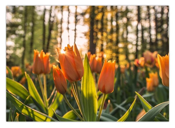 Obraz - květy tulipánů (70x50 cm)