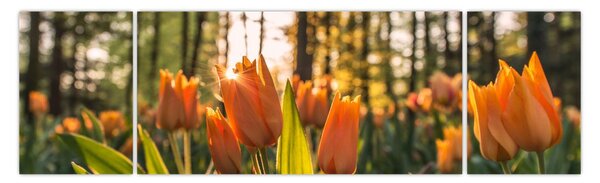 Obraz - květy tulipánů (170x50 cm)