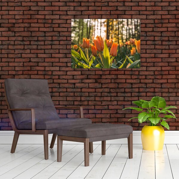 Obraz - květy tulipánů (70x50 cm)