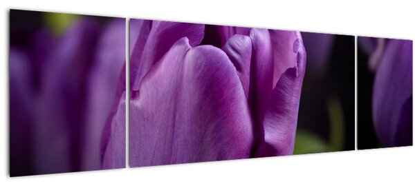 Obraz květů tulipánů (170x50 cm)
