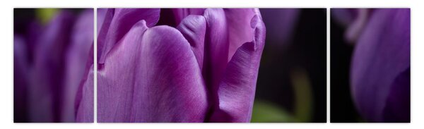 Obraz květů tulipánů (170x50 cm)