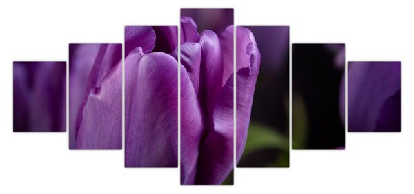 Obraz květů tulipánů (210x100 cm)