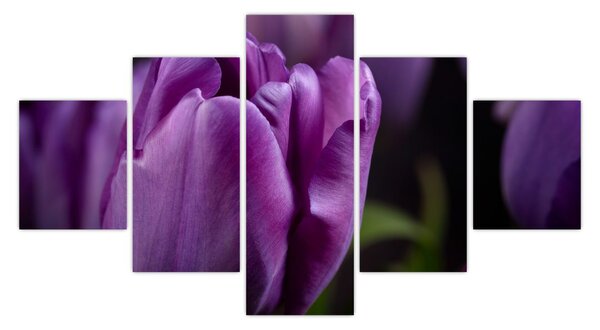 Obraz květů tulipánů (125x70 cm)