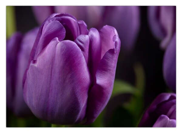 Obraz květů tulipánů (70x50 cm)