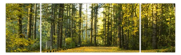 Obraz - les na podzim (170x50 cm)