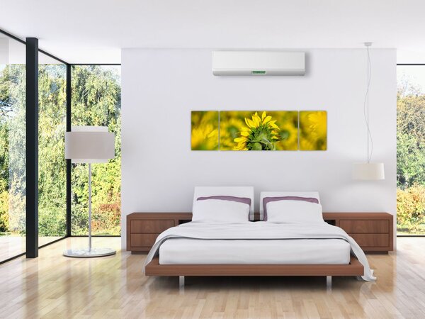 Obraz slunečnice (170x50 cm)