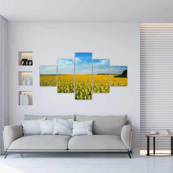 Obraz - lán slunečnic (125x70 cm)