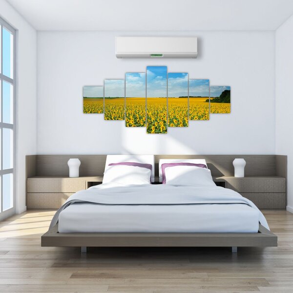 Obraz - lán slunečnic (210x100 cm)