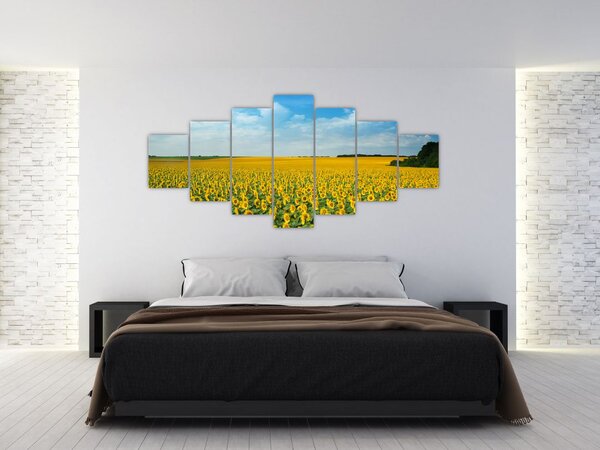 Obraz - lán slunečnic (210x100 cm)