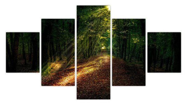 Obraz lesní cesty (125x70 cm)