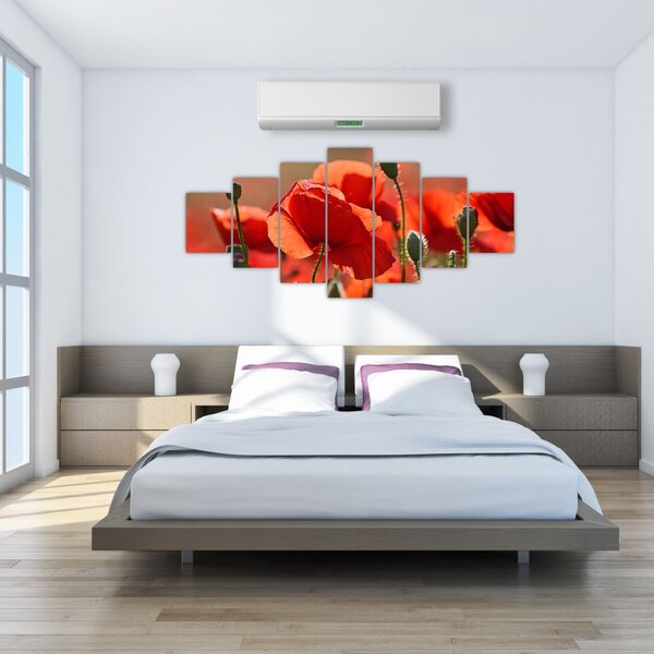 Obraz vlčích máků (210x100 cm)