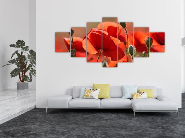 Obraz vlčích máků (210x100 cm)