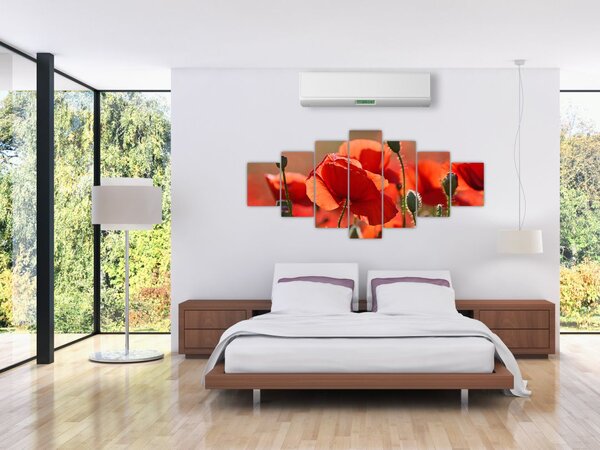 Obraz vlčích máků (210x100 cm)