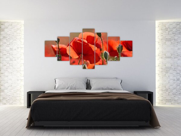 Obraz vlčích máků (210x100 cm)