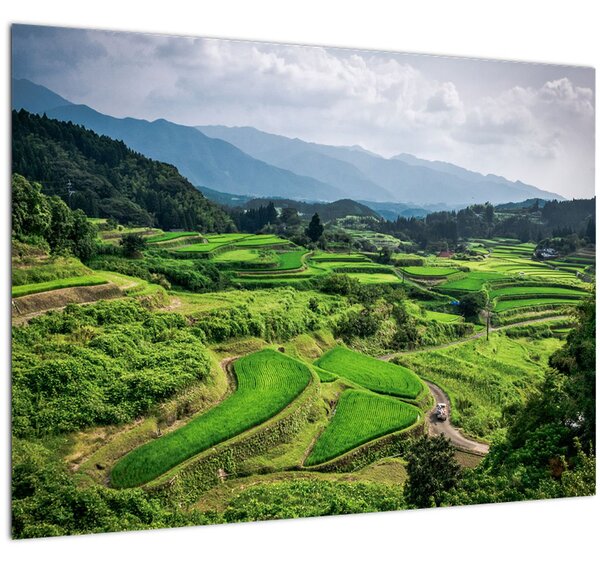 Obraz rýžových polí (70x50 cm)
