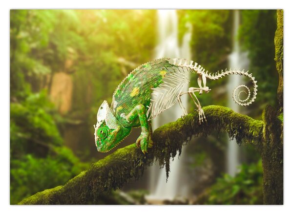 Obraz chameleona (70x50 cm)