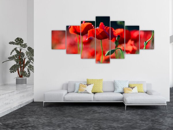 Obraz - vlčí máky (210x100 cm)