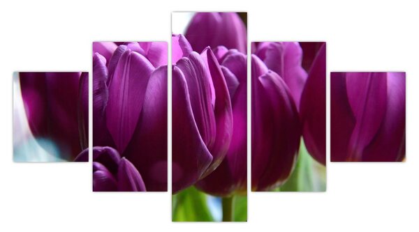 Obraz tulipánů (125x70 cm)