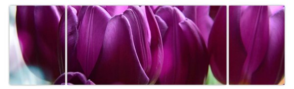 Obraz tulipánů (170x50 cm)