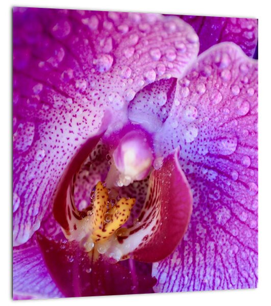 Detailní obraz květu orchideje (30x30 cm)