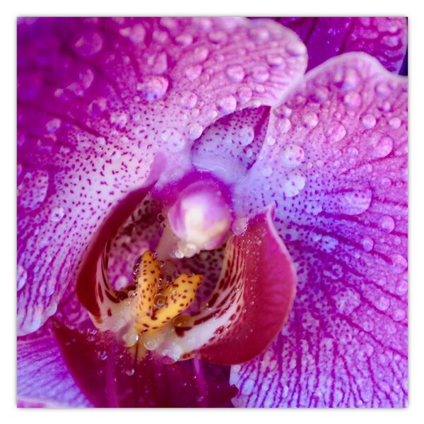 Detailní obraz květu orchideje (30x30 cm)