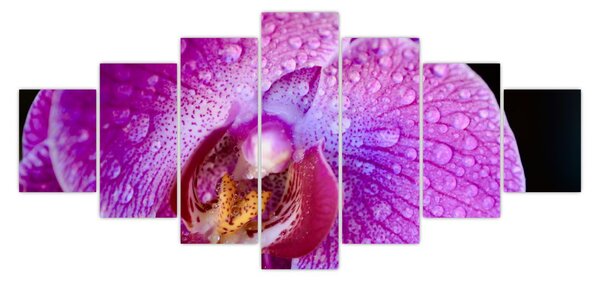 Detailní obraz květu orchideje (210x100 cm)