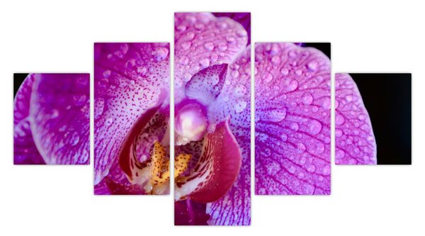Detailní obraz květu orchideje (125x70 cm)