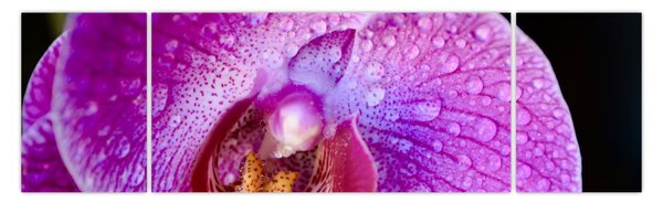 Detailní obraz květu orchideje (170x50 cm)