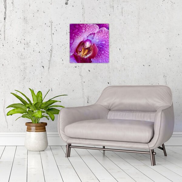 Detailní obraz květu orchideje (30x30 cm)