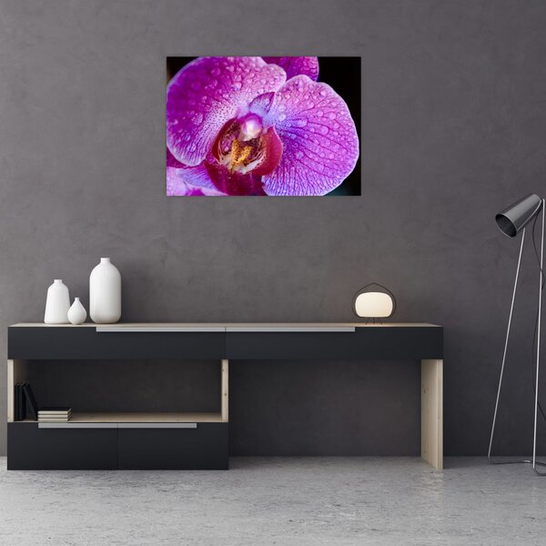 Detailní obraz květu orchideje (70x50 cm)