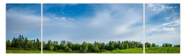 Obraz louky (170x50 cm)