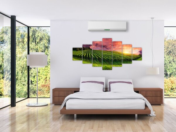 Obraz vinohradu s barevným nebem (210x100 cm)